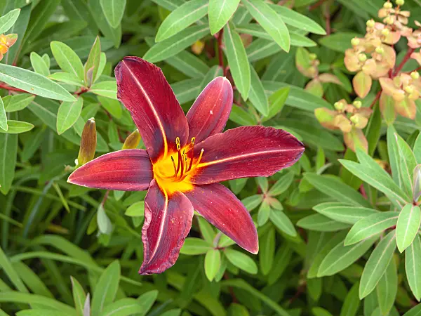 439191 - Day lily (Hemerocallis Black Jewel)