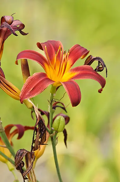 474173 - Day lily (Hemerocallis Black Magic)