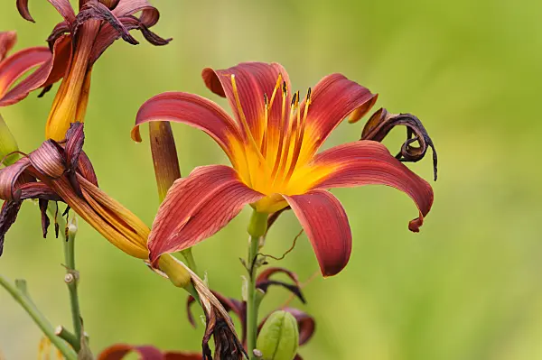 474174 - Day lily (Hemerocallis Black Magic)
