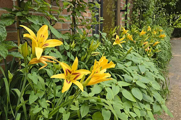 521387 - Day lily (Hemerocallis Bonanza)