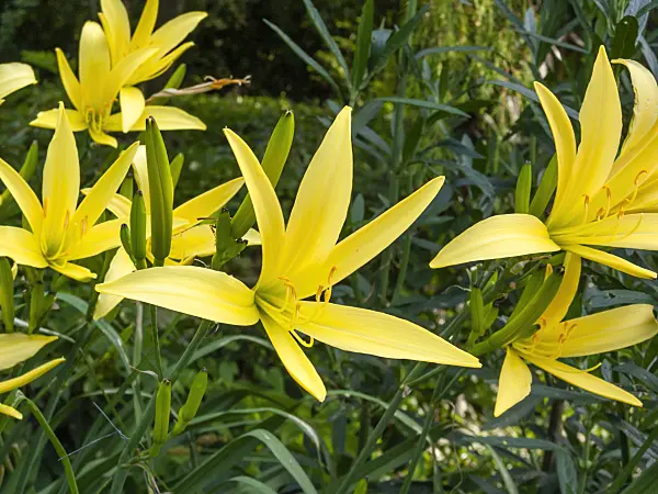 403027 - Day lily (Hemerocallis citrina)