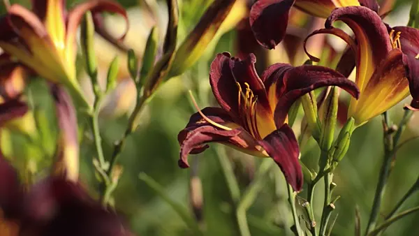 498118 - Day lily (Hemerocallis Congo Beauty)