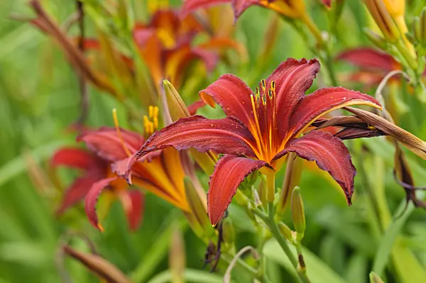 474034 - Day lily (Hemerocallis Crimson Pirate)