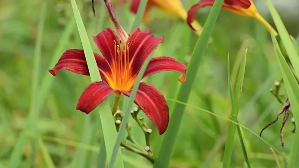499041 - Day lily (Hemerocallis Crimson Pirate)