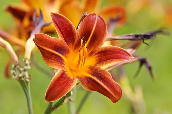 474177 - Day lily (Hemerocallis Dark and Early)