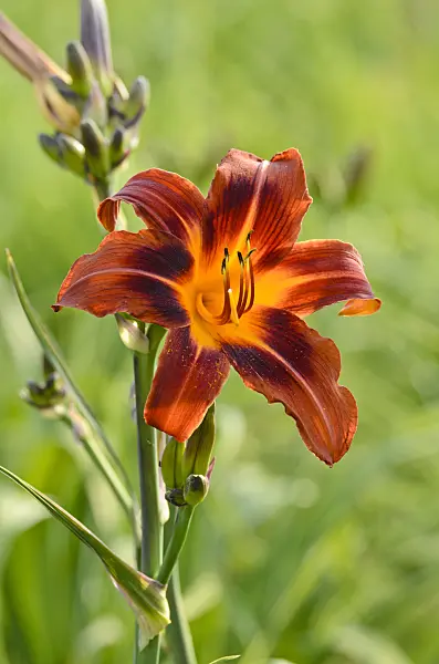 497205 - Day lily (Hemerocallis Dark and Early)