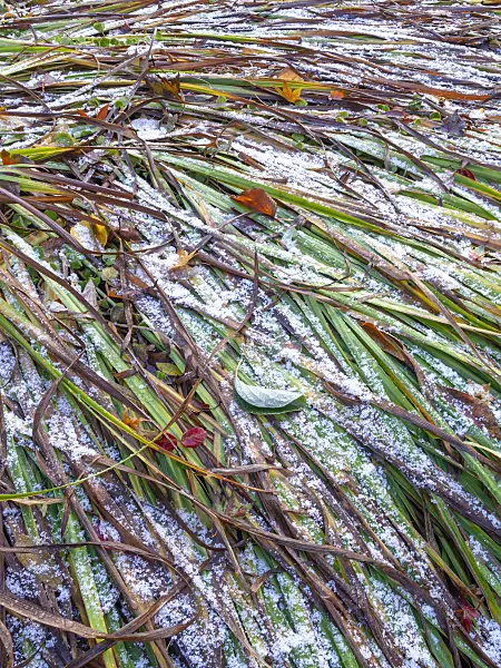 443004 - Day lily (Hemerocallis dumortieri) with hoar frost