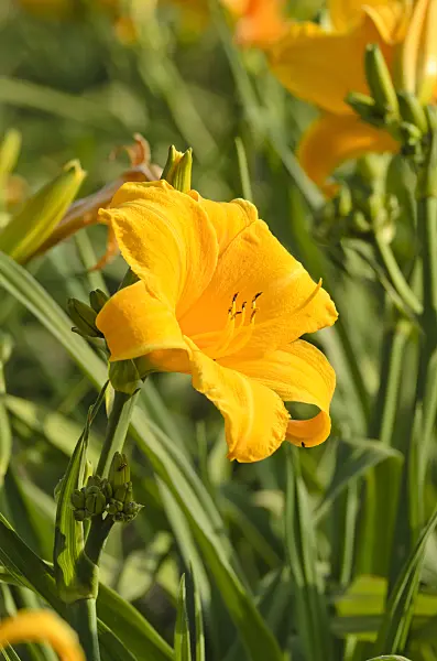 497203 - Day lily (Hemerocallis Early Glow)