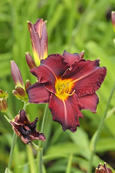474035 - Day lily (Hemerocallis Ed Murray)