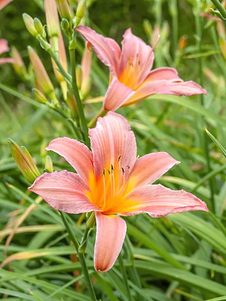 439188 - Day lily (Hemerocallis Eveline Claar)