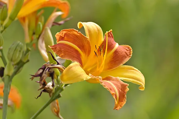 474178 - Day lily (Hemerocallis Frans Hals)