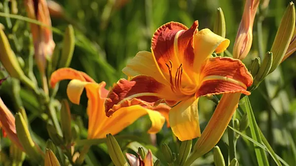 498120 - Day lily (Hemerocallis Frans Hals)