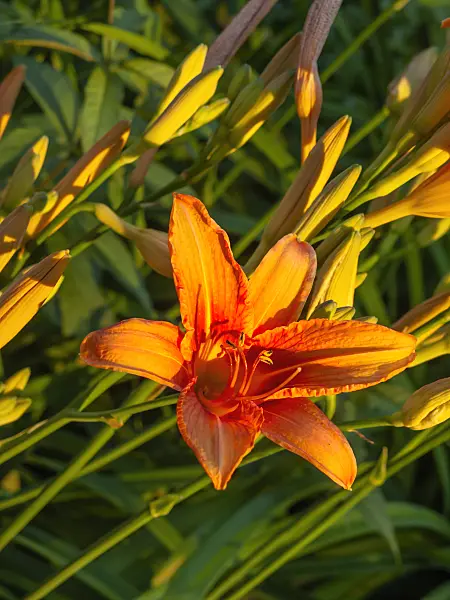 449019 - Day lily (Hemerocallis fulva)