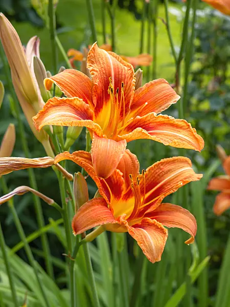 449024 - Day lily (Hemerocallis fulva)