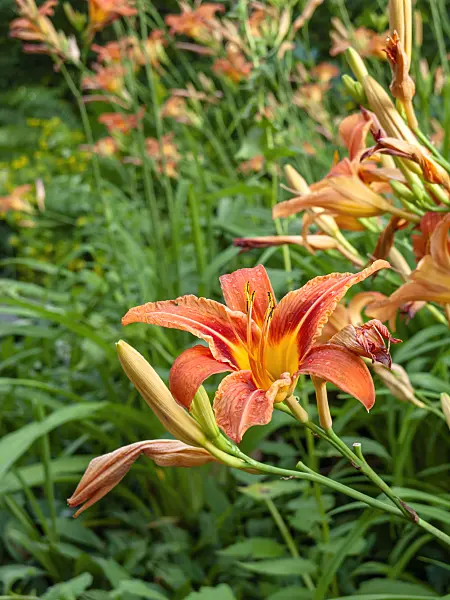 449040 - Day lily (Hemerocallis fulva)