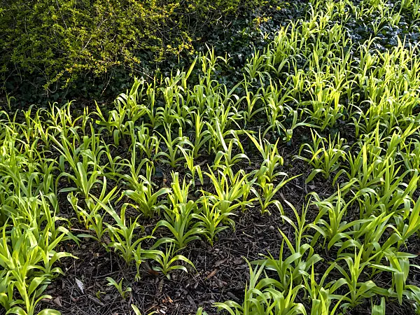 458015 - Day lily (Hemerocallis fulva)