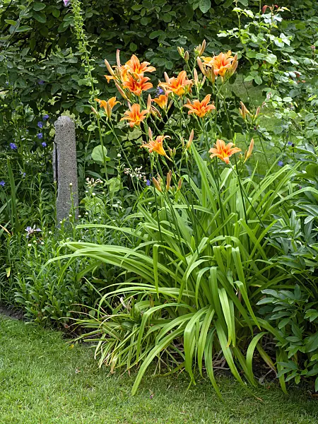 461069 - Day lily (Hemerocallis fulva)