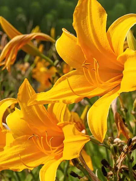 439404 - Day lily (Hemerocallis Golden Hours)