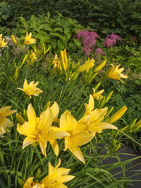 403030 - Day lily (Hemerocallis Hyperion)