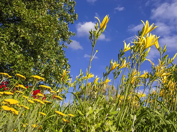 415019 - Day lily (Hemerocallis Hyperion)