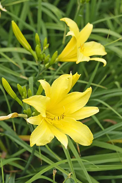 474024 - Day lily (Hemerocallis Hyperion)