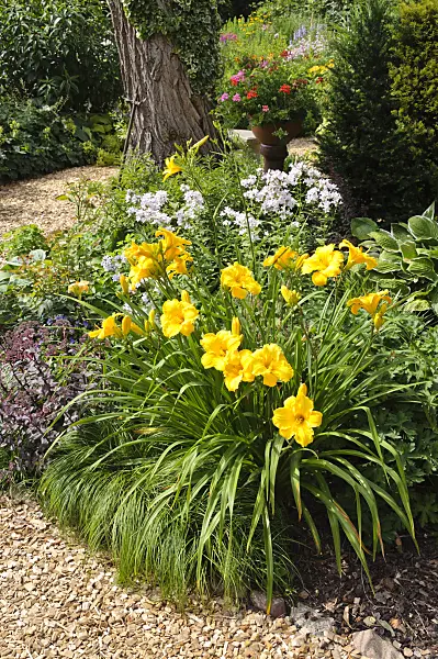 474154 - Day lily (Hemerocallis) in a perennial garden