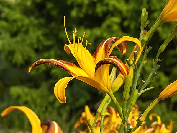 439405 - Day lily (Hemerocallis Jean)