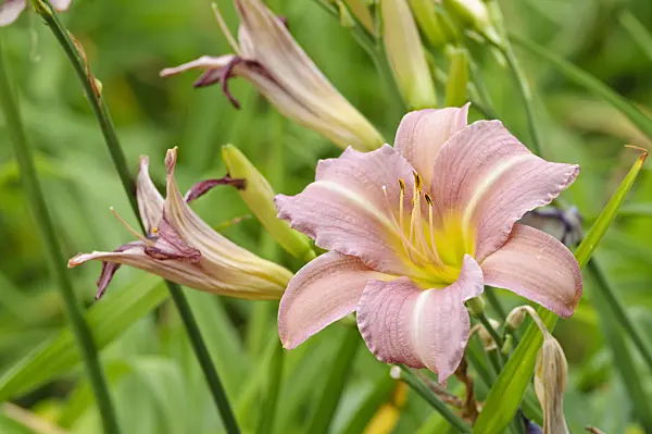 474036 - Day lily (Hemerocallis Lavender Flight)