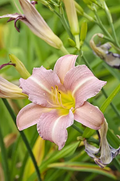 474037 - Day lily (Hemerocallis Lavender Flight)
