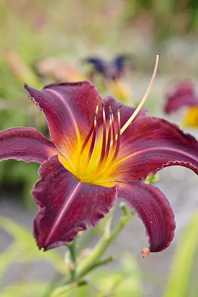 475008 - Day lily (Hemerocallis Lexington)