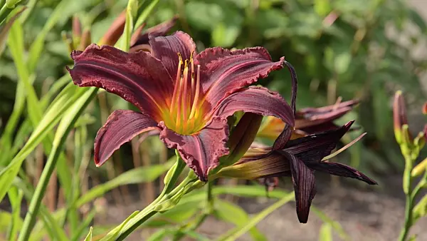 497304 - Day lily (Hemerocallis Lexington)