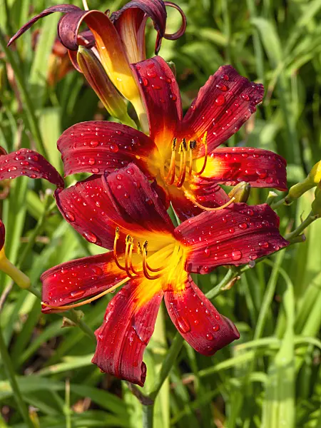427237 - Day lily (Hemerocallis Mabel Fuller)