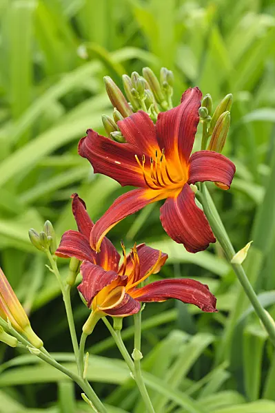 474026 - Day lily (Hemerocallis Mabel Fuller)
