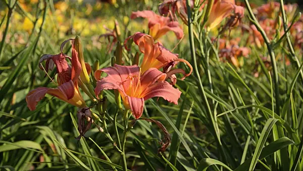 498121 - Day lily (Hemerocallis Pink Damask)