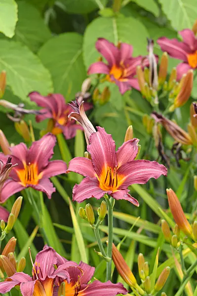 474027 - Day lily (Hemerocallis Prophet)