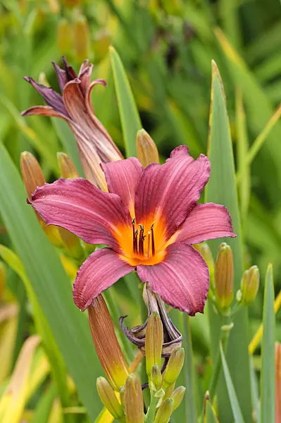 474028 - Day lily (Hemerocallis Prophet)