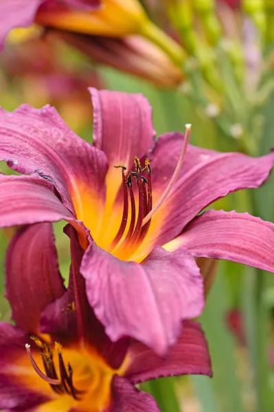 474168 - Day lily (Hemerocallis Prophet)