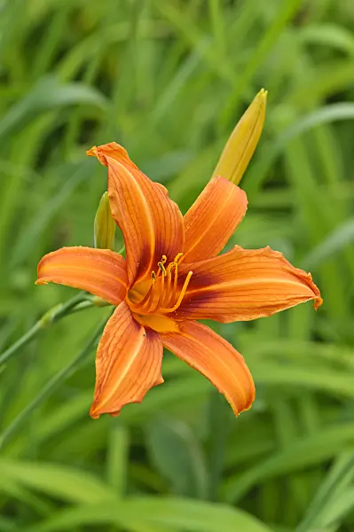 474033 - Day lily (Hemerocallis Raja)