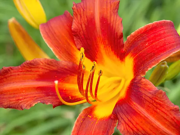 439189 - Day lily (Hemerocallis Rascal)