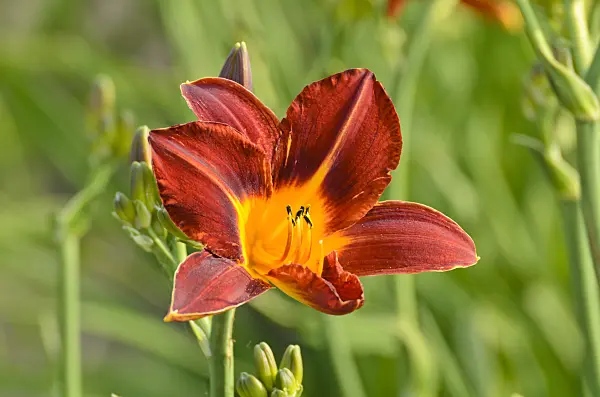 497204 - Day lily (Hemerocallis Red and Early)