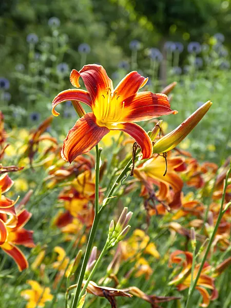 439193 - Day lily (Hemerocallis Redwood)