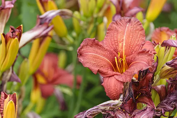 474031 - Day lily (Hemerocallis Regal Air)
