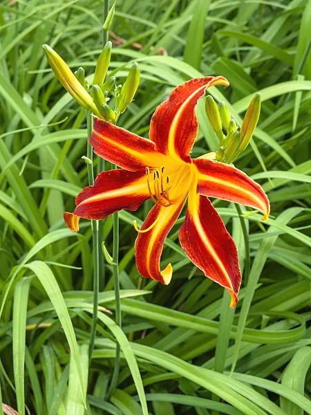 439192 - Day lily (Hemerocallis Resplendent)