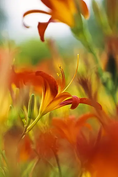 392027 - Day lily (Hemerocallis Sammy Russell)