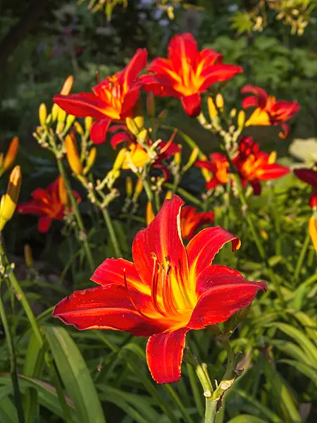 416031 - Day lily (Hemerocallis Shining Plumage)
