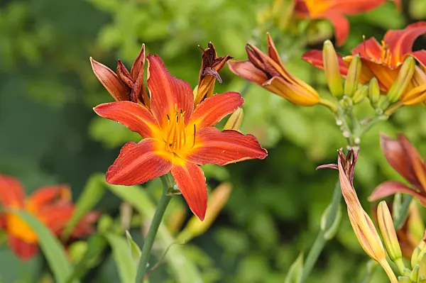 474181 - Day lily (Hemerocallis Shining Plumage)