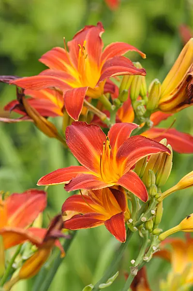 474182 - Day lily (Hemerocallis Shining Plumage)