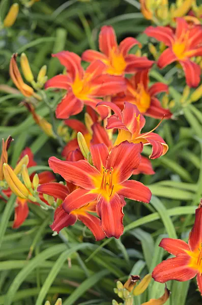 546045 - Day lily (Hemerocallis Shining Plumage)