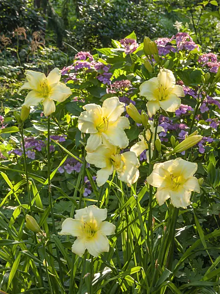 416024 - Day lily (Hemerocallis So Lovely)