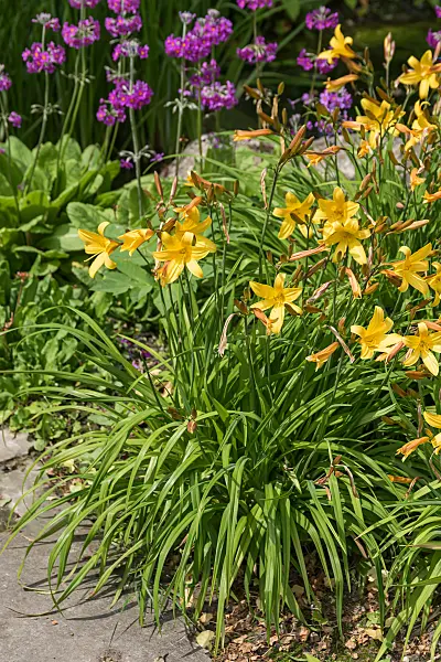 664175 - Day lily (Hemerocallis Sovereign)